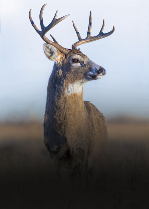 Recreational<br>Land